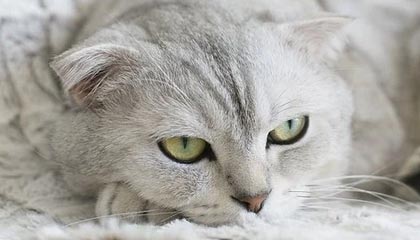 勇士球员在战术模拟中展现极强比赛智商，nba勇士战术