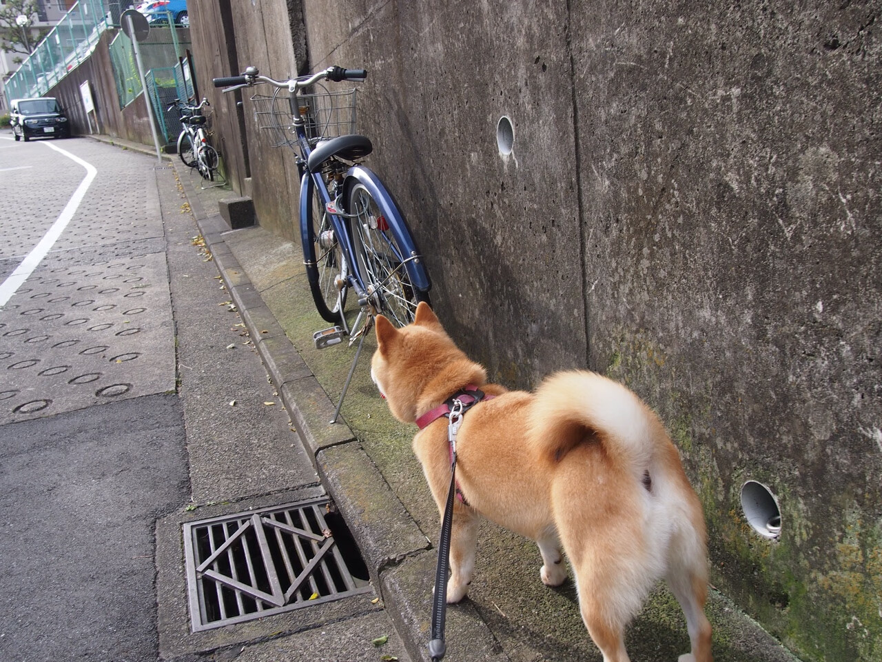 _极地冰泳:感受极寒的极限运动_,极地冰层