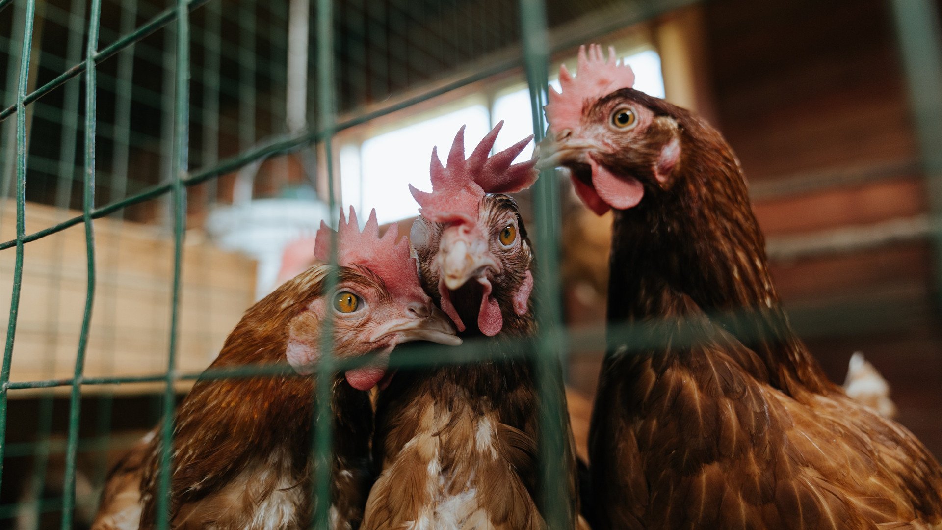 _魔术队逆风翻盘,赢得关键一战_,魔术队战绩