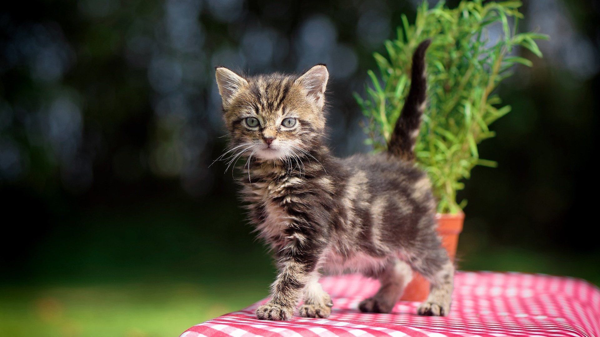 “法甲最后攻坚战：豪门拼抢冠军，悬念不断”，法甲的豪门