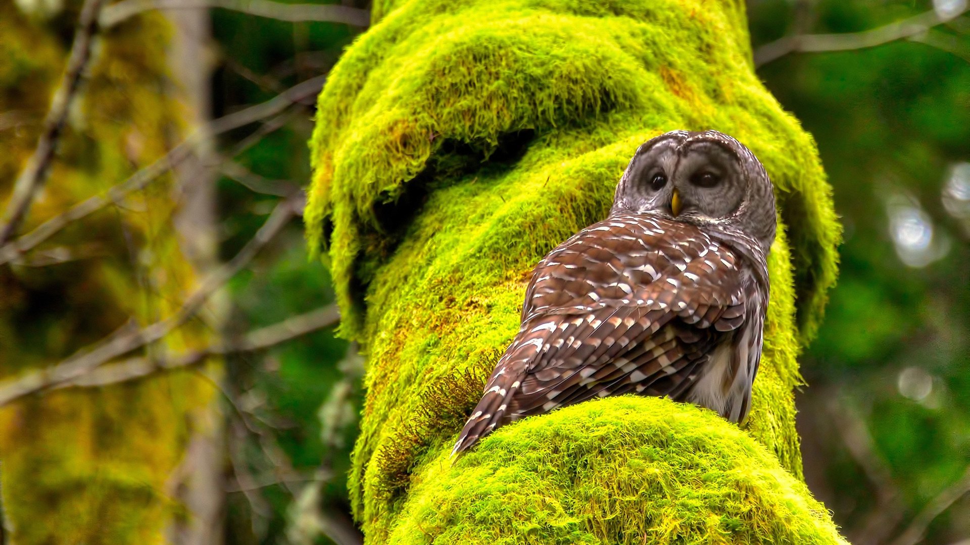 爱游戏官方-印度尼西亚骑手Nurstdinov Zayan Fatih在“Pink Polo”赛事中未获奖项，但展现出顽强拼搏精神。