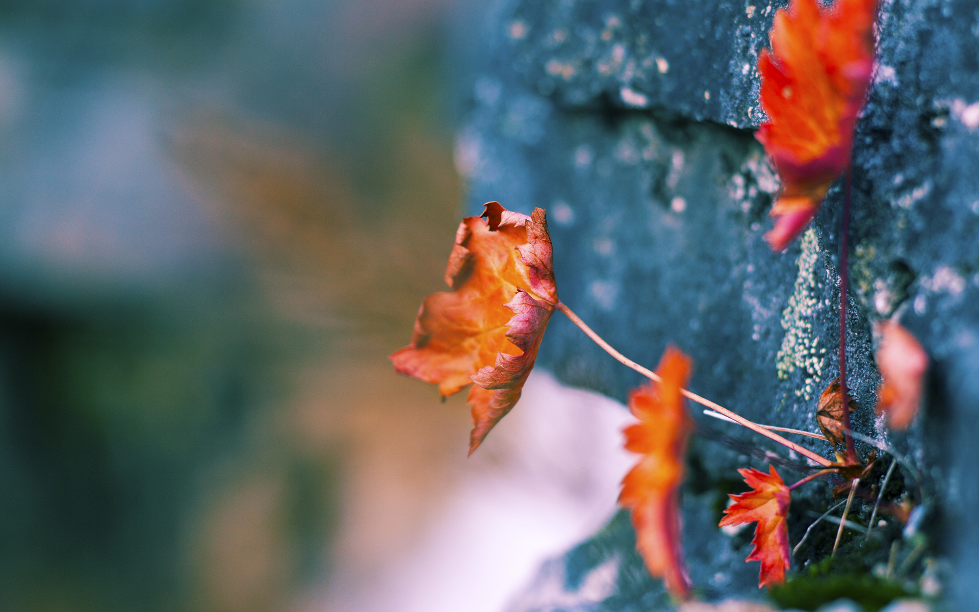 在对阵掘金的比赛中,库里单场砍下44分,投中10个三分球,让对手束手无策!