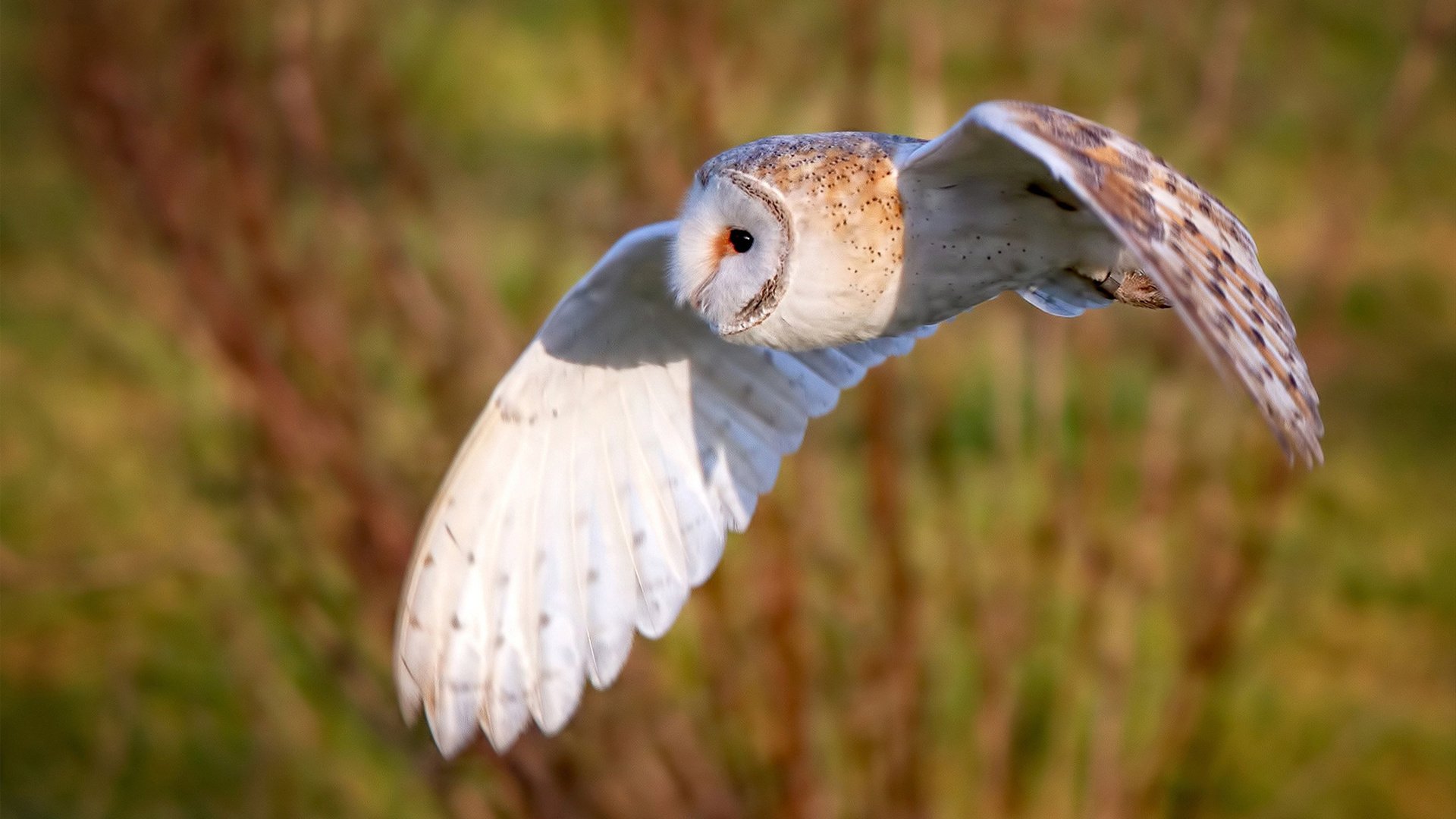 科技创新:AI裁判、传感数据让比赛更加公正透明