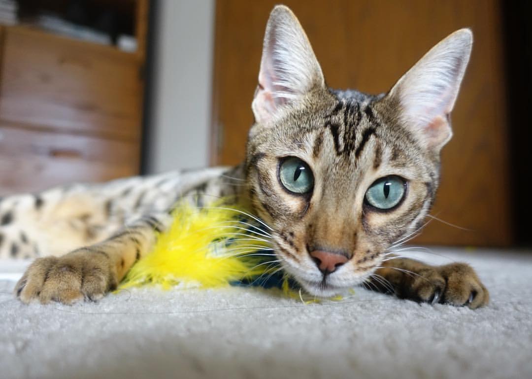 瞬间点睛：本轮最震撼的五个精彩进球，世界最精彩十大进球