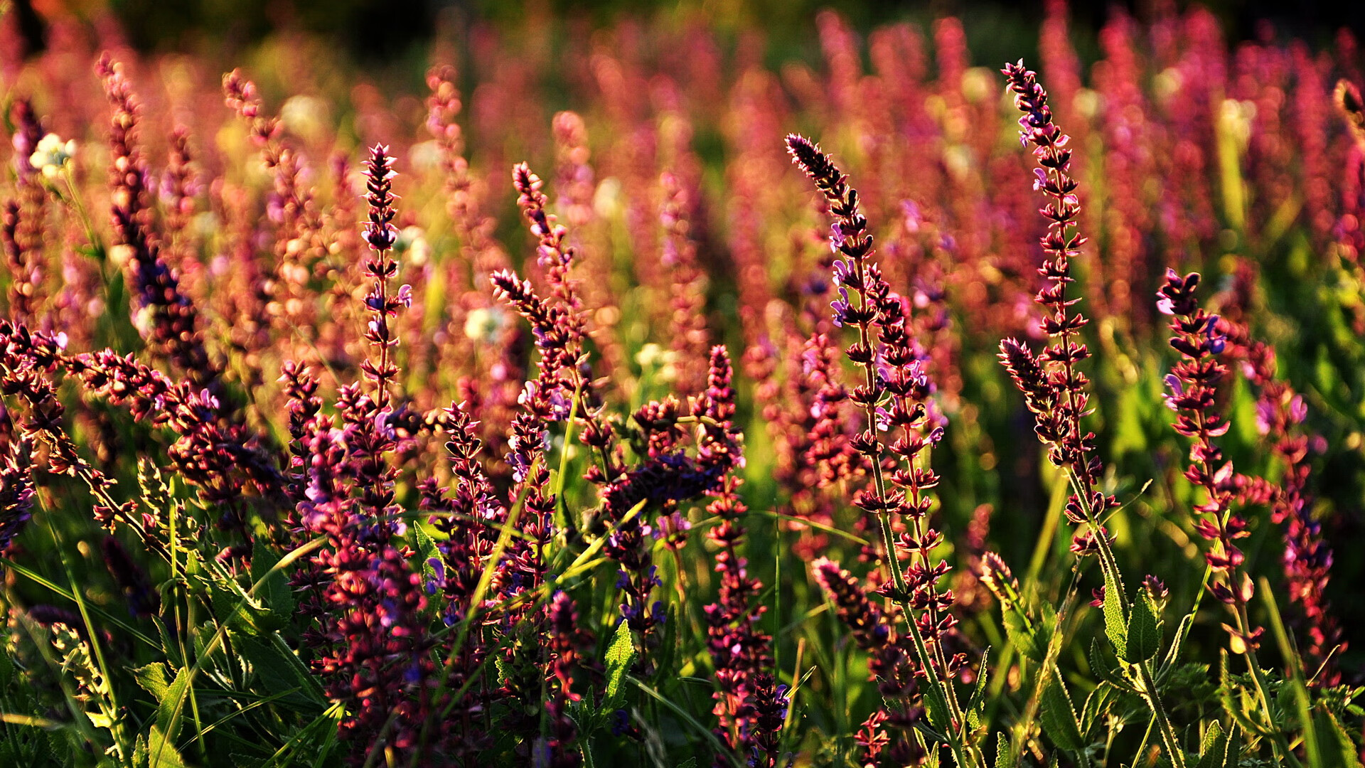 越野摩托车极限赛，挑战荒野的极致体验，越野摩托车比赛