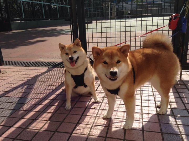 爱游戏体育官方网站-伊朗超级联赛新赛季开赛，伊朗超级联赛ds足球