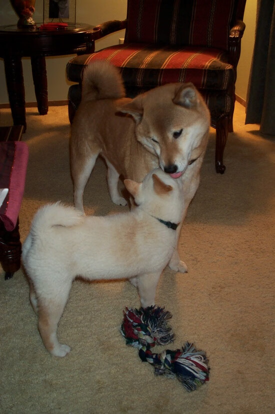 女排国家联赛第二站,中国女排全胜晋级,女排中国比赛结果