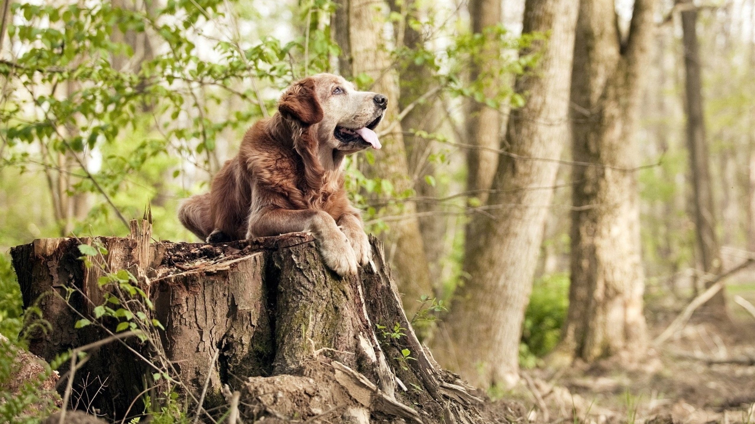 意甲宿敌交锋再现火花，球迷热切期待，意甲甲射手榜