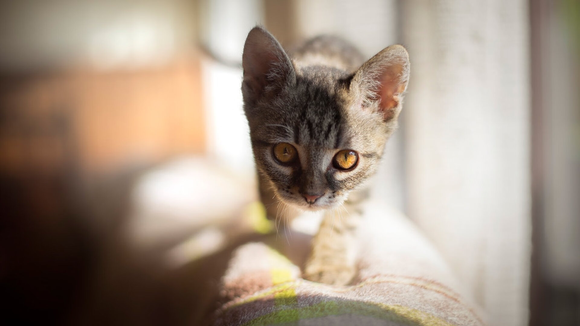 爱游戏综合娱乐-斯图加特客场失利，积分榜处于下滑状态，斯图加特升入德甲