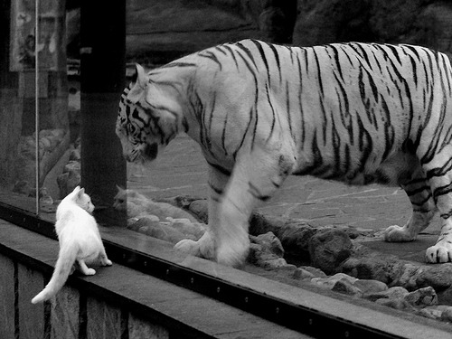 王者荣耀KPL联赛设置最佳体能奖项，kpl比赛规则选英雄