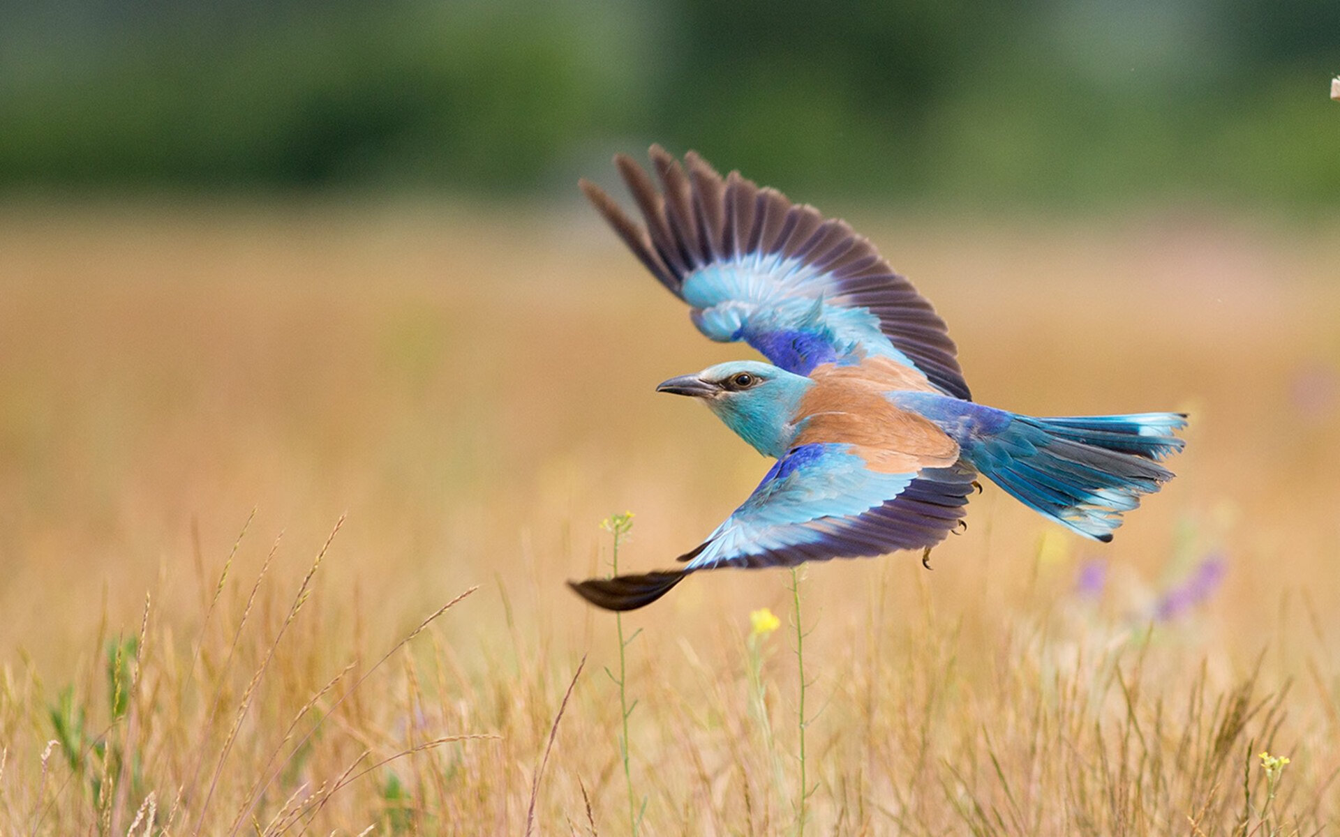 德甲球员基于脑电反馈进行情绪抑制训练的实证评估,基于脑电的情绪识别研究综述