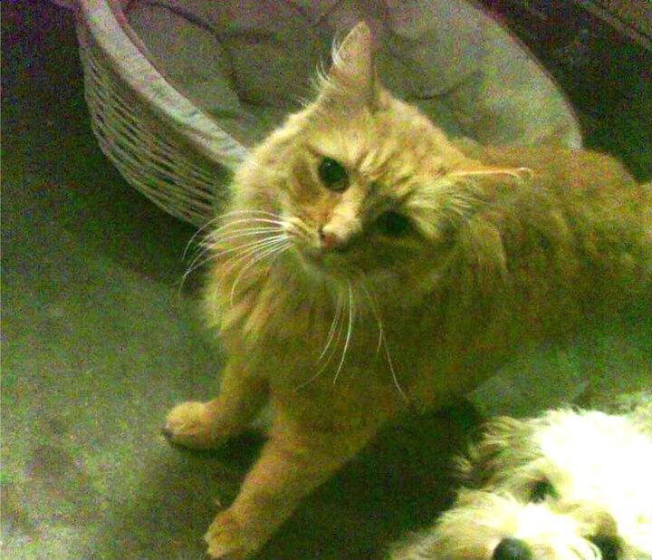 大型体育赛事安全风险预警机制，大型体育赛事的风险点有哪些