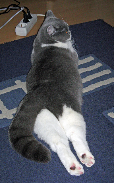 2024年国际乒联混合团体世界杯赛制亮点，2024年乒乓球世锦赛