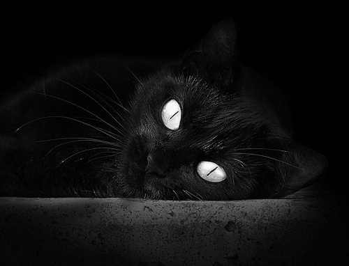 爱游戏 电竞-加拿大队未来的机会：如何在亚洲与欧洲强队面前站稳脚跟，加拿大队世界排名