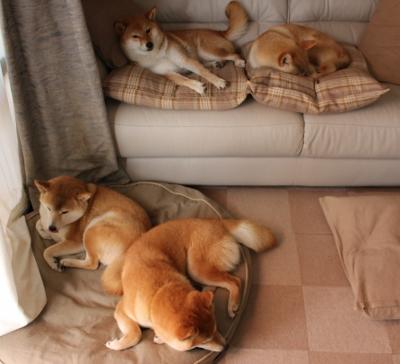 爱游戏体育app-埃及赛制的演变：从区域性赛事到国际化平台，埃及赛程