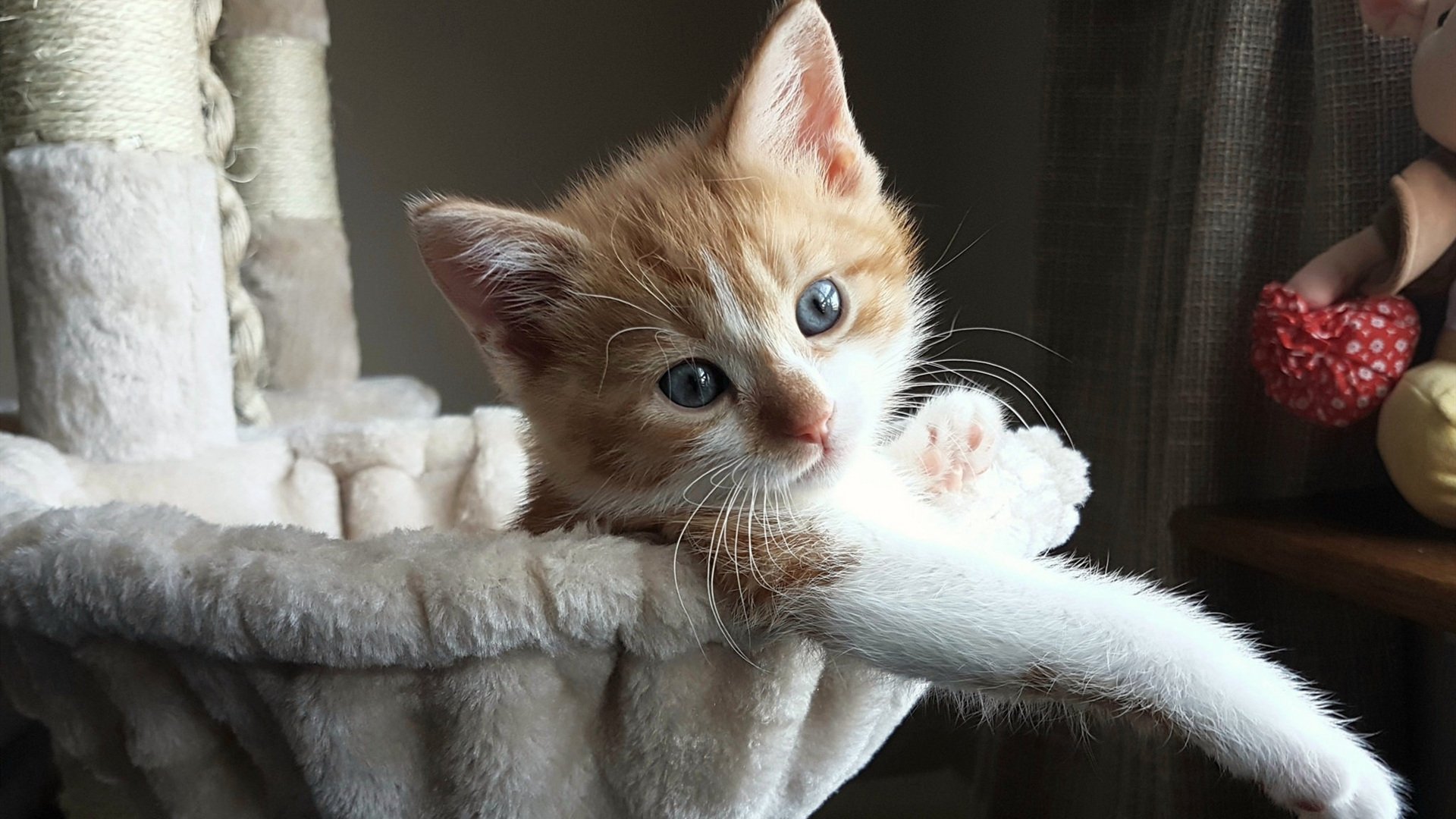 校园篮球裁判培训体系为何缺位，校园篮球裁判的发展现状分析