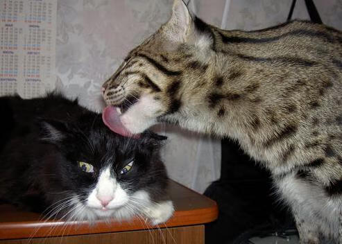 辽宁飞豹在主场展现出极强气势和纪律性,辽宁飞豹队员名单