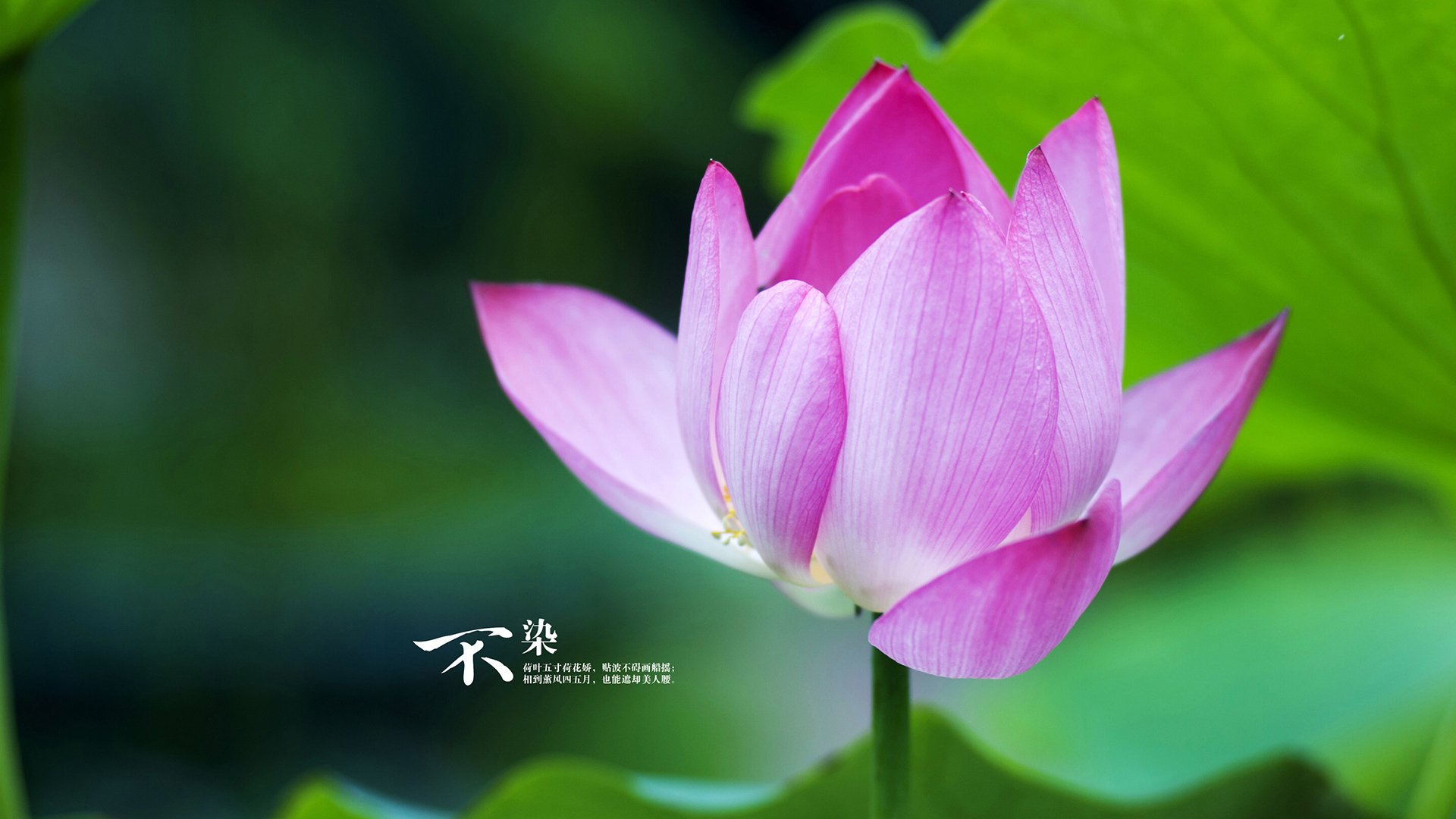 卢卡·乌兰多蝶泳展现大将风范