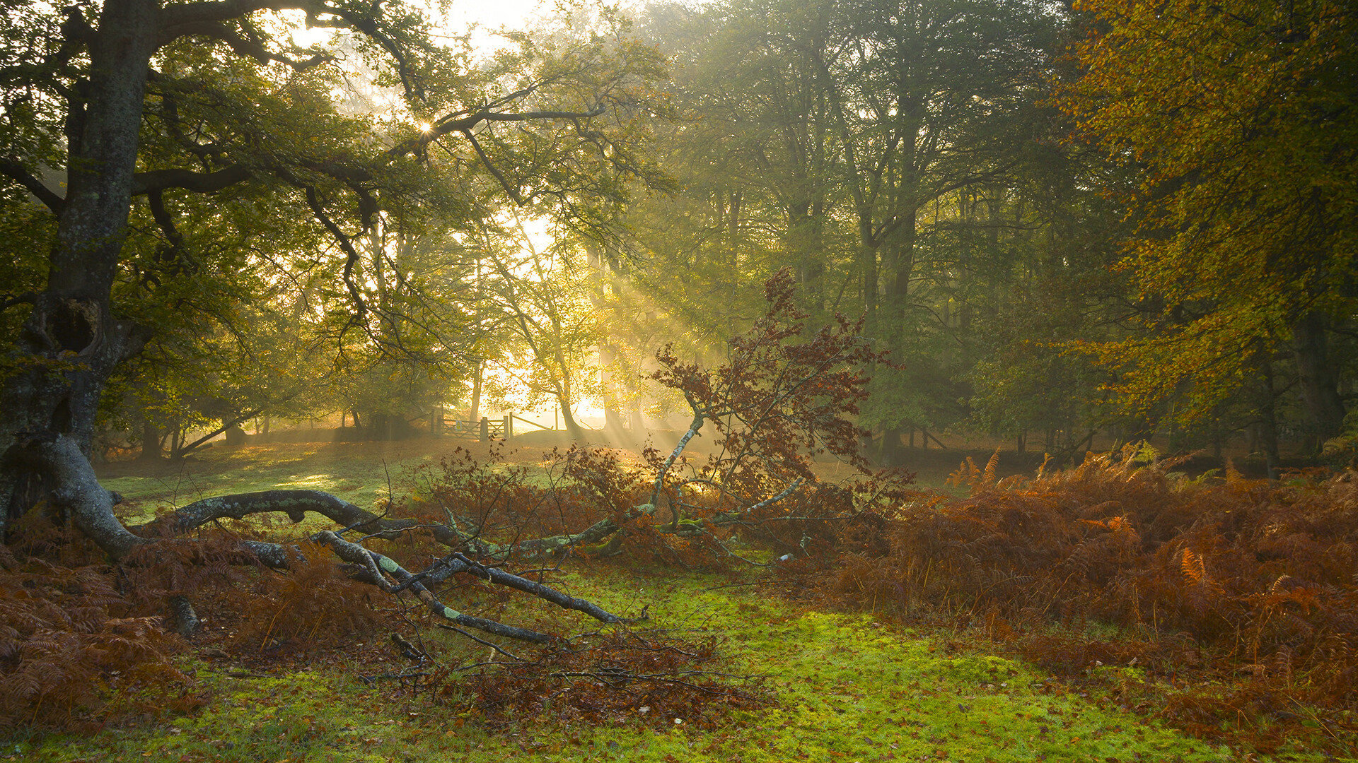普费夫10米跳台决赛技术动作解析