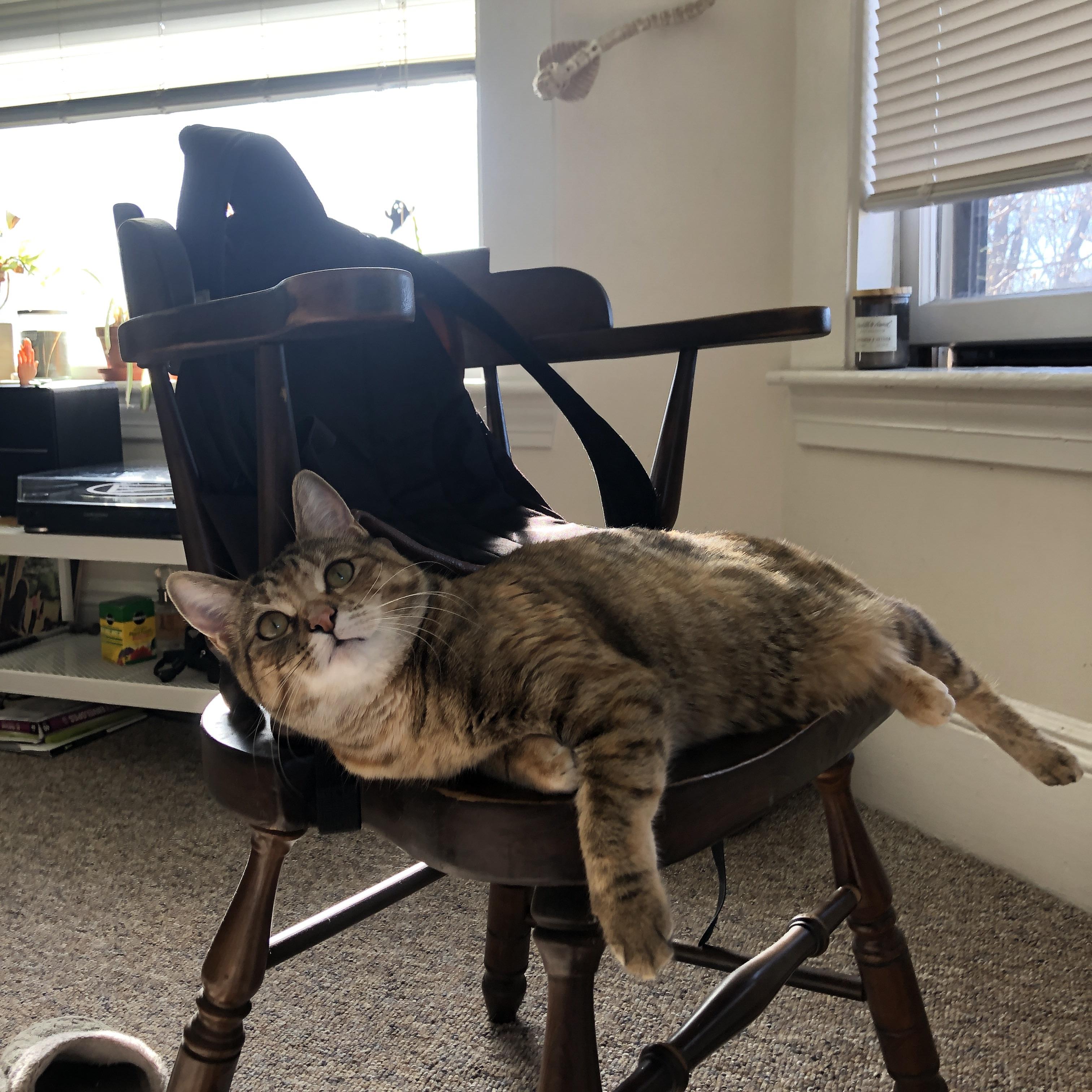 爱游戏娱乐平台-比利时男篮在欧洲预赛中拼搏不止，争夺奥运入场卡，比利时男篮阵容