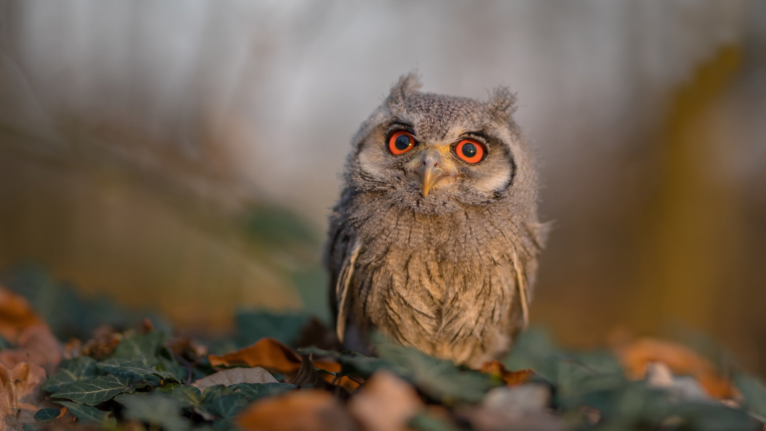 爱游戏体育平台-法国橄榄球赛事逐渐成为全球橄榄球市场的重要组成部分，法国橄榄球队