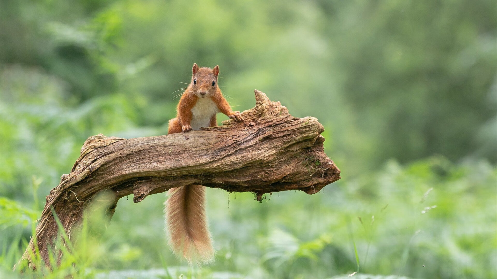 英超激烈争夺:悬念重重,场场精彩!,英超争冠